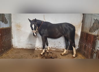 Trakehner, Giumenta, 3 Anni, 162 cm, Baio nero