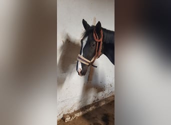 Trakehner, Giumenta, 3 Anni, 162 cm, Baio nero