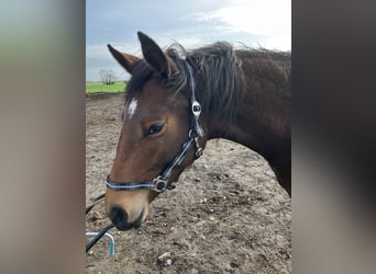 Trakehner, Giumenta, 3 Anni, 163 cm, Baio