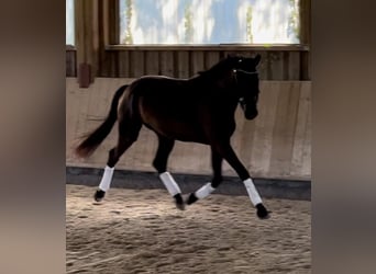 Trakehner, Giumenta, 3 Anni, 164 cm, Baio nero