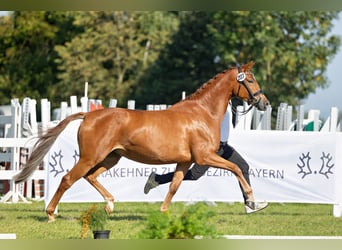 Trakehner, Giumenta, 3 Anni, 164 cm, Sauro