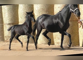 Trakehner, Giumenta, 3 Anni, 165 cm