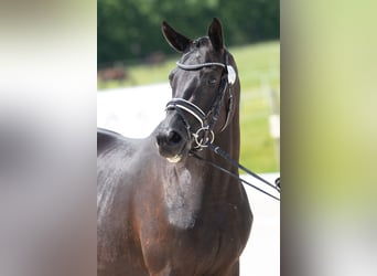 Trakehner, Giumenta, 3 Anni, 165 cm, Morello