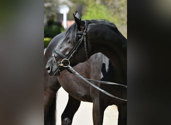 Trakehner, Giumenta, 3 Anni, 166 cm, Morello