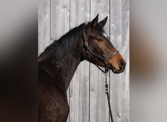 Trakehner, Giumenta, 3 Anni, 167 cm, Baio