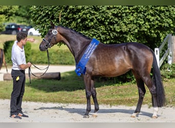 Trakehner, Giumenta, 3 Anni, 168 cm, Baio scuro