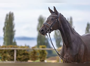 Trakehner, Giumenta, 3 Anni, 168 cm, Baio scuro