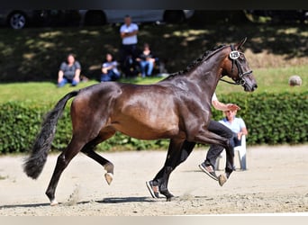 Trakehner, Giumenta, 3 Anni, 168 cm, Baio scuro