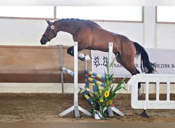 Trakehner, Giumenta, 3 Anni, 169 cm, Baio