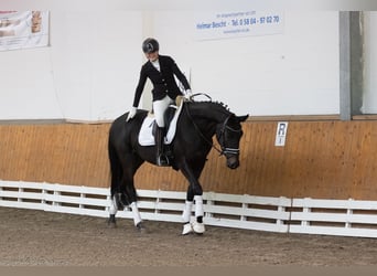 Trakehner, Giumenta, 3 Anni, 169 cm, Baio nero