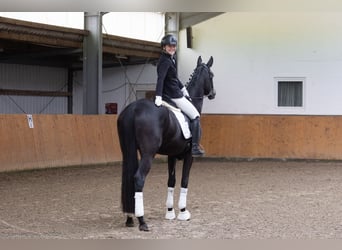 Trakehner, Giumenta, 3 Anni, 169 cm, Baio nero