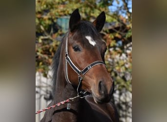 Trakehner, Giumenta, 3 Anni, 170 cm, Baio