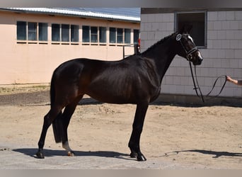 Trakehner, Giumenta, 3 Anni, 170 cm, Baio nero