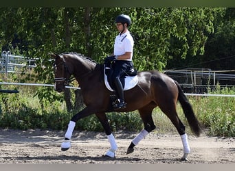 Trakehner, Giumenta, 3 Anni, 170 cm, Baio nero