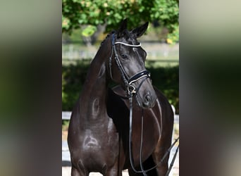 Trakehner, Giumenta, 3 Anni, 170 cm, Baio scuro
