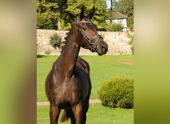 Trakehner, Giumenta, 3 Anni, 170 cm, Baio scuro