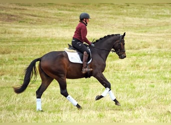 Trakehner, Giumenta, 3 Anni, 170 cm, Baio scuro