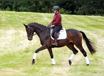 Trakehner, Giumenta, 3 Anni, 170 cm, Baio scuro