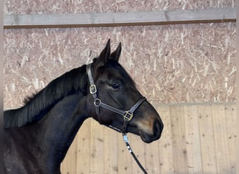 Trakehner, Giumenta, 3 Anni, 170 cm, Baio scuro