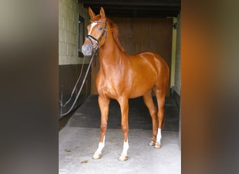 Trakehner, Giumenta, 3 Anni, 170 cm, Sauro