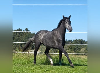 Trakehner, Giumenta, 3 Anni