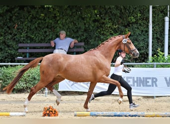 Trakehner, Giumenta, 3 Anni, Sauro