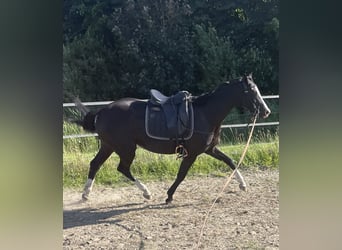 Trakehner, Giumenta, 4 Anni, 155 cm, Morello