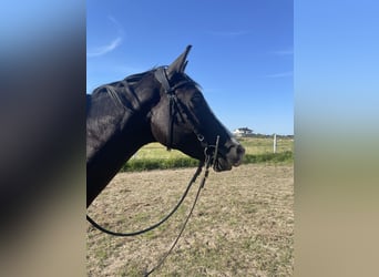 Trakehner, Giumenta, 4 Anni, 155 cm, Morello