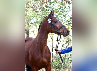 Trakehner, Giumenta, 4 Anni, 160 cm, Baio