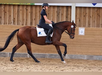 Trakehner, Giumenta, 4 Anni, 160 cm, Baio