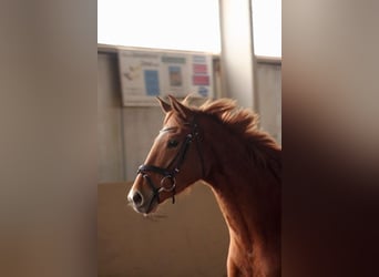 Trakehner, Giumenta, 4 Anni, 160 cm, Sauro