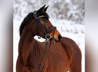Trakehner, Giumenta, 4 Anni, 162 cm, Baio
