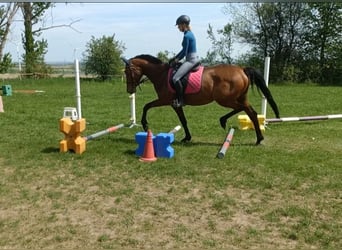 Trakehner, Giumenta, 4 Anni, 162 cm, Baio chiaro