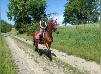 Trakehner, Giumenta, 4 Anni, 162 cm, Baio chiaro