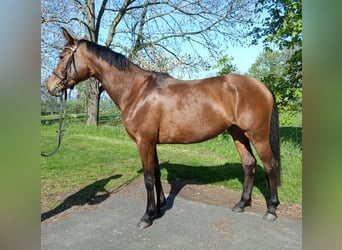 Trakehner, Giumenta, 4 Anni, 162 cm, Baio chiaro