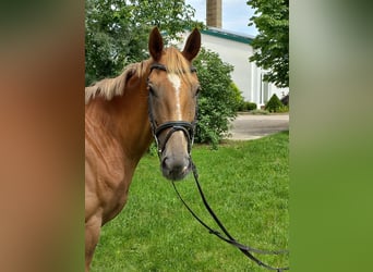 Trakehner, Giumenta, 4 Anni, 162 cm, Sauro