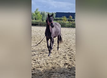 Trakehner, Giumenta, 4 Anni, 163 cm, Baio nero