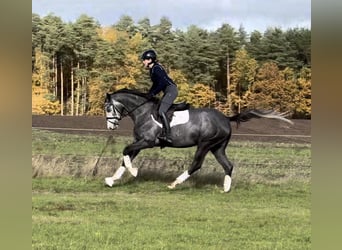 Trakehner, Giumenta, 4 Anni, 163 cm, Grigio
