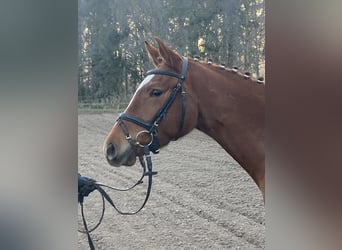 Trakehner, Giumenta, 4 Anni, 164 cm, Sauro