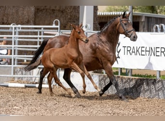 Trakehner, Giumenta, 4 Anni, 165 cm, Baio