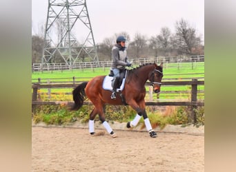 Trakehner, Giumenta, 4 Anni, 165 cm, Baio