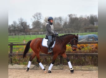 Trakehner, Giumenta, 4 Anni, 165 cm, Baio