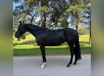 Trakehner, Giumenta, 4 Anni, 165 cm, Baio scuro
