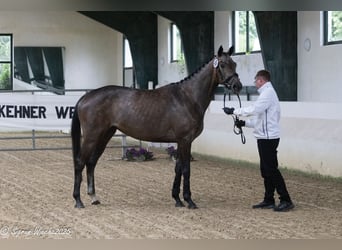 Trakehner, Giumenta, 4 Anni, 165 cm, Grigio