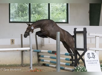 Trakehner, Giumenta, 4 Anni, 165 cm, Grigio