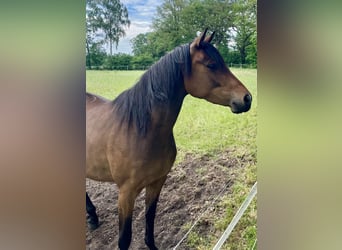 Trakehner, Giumenta, 4 Anni, 166 cm, Baio