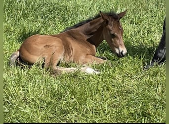 Trakehner, Giumenta, 4 Anni, 166 cm