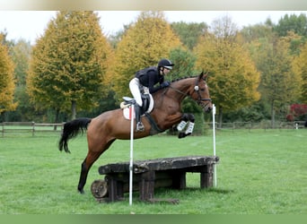 Trakehner, Giumenta, 4 Anni, 167 cm, Baio