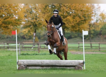 Trakehner, Giumenta, 4 Anni, 167 cm, Baio