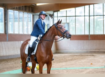 Trakehner, Giumenta, 4 Anni, 168 cm, Baio